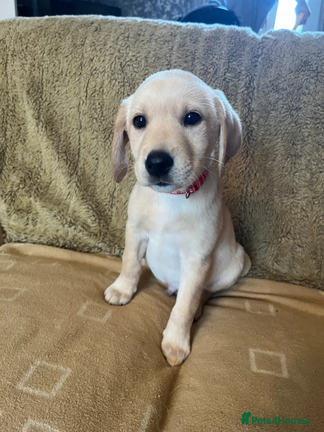 Labrador Retriever dogs for sale: Stunning Labrador pedigree puppies  - Advert 20