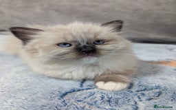Ragdoll cats for sale: Fluffy Ragdolls - Image 6