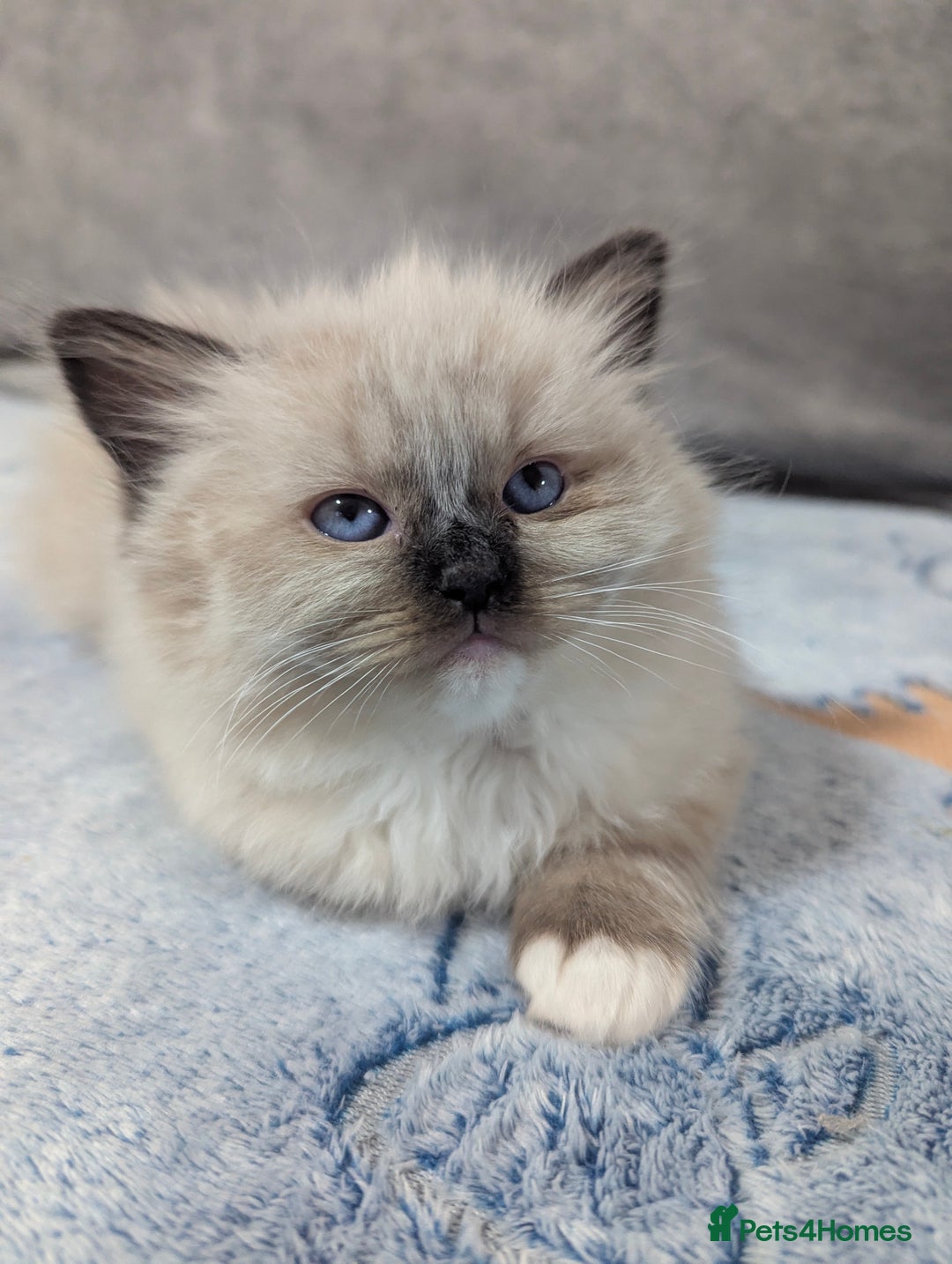 Ragdoll cats for sale: Fluffy Ragdolls - Image 6