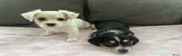 Morkie dogs for sale: morkie puppies - Advert 2