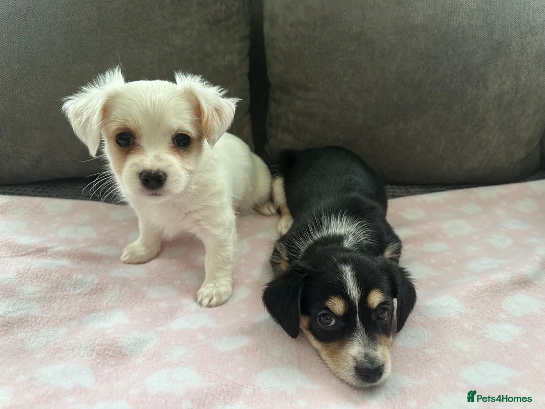 Morkie dogs for sale: morkie puppies - Advert 2