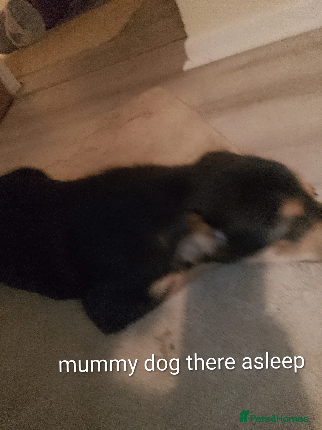 Cockapoo dogs for sale: Cockapoo - Advert 2