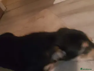 Cockapoo dogs Cockapoo - Advert 1