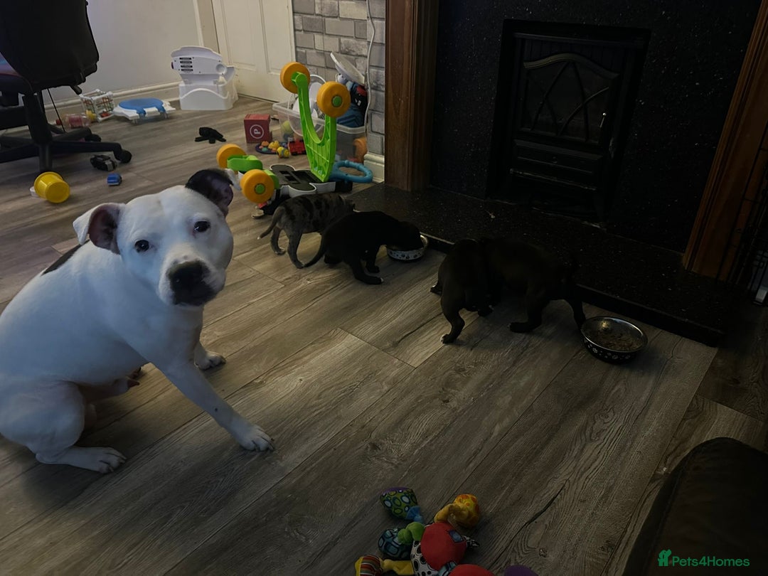 Staffordshire Bull Terrier dogs for sale: Staffy puppies  - Advert 8