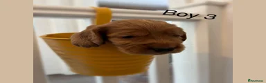 Cocker Spaniel 3