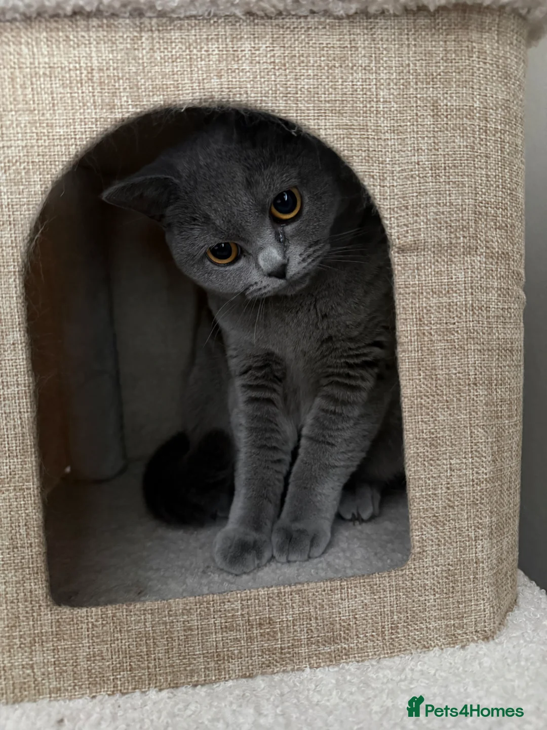 British Shorthair cats for sale: British Shorthair Female  in Walsall - Advert 2