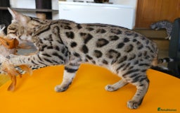 Bengal cats for sale: Gorgeous Brown Rosetted Boy Available  - Advert 4