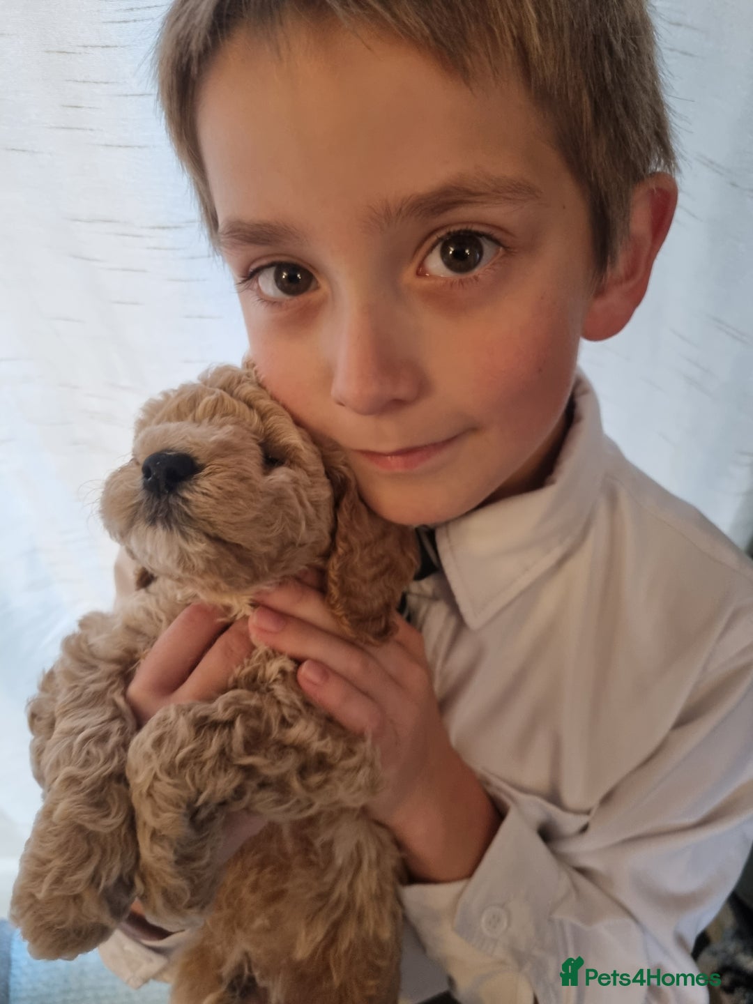 Miniature Poodle dogs for sale: Championline Miniature Poodle exceptional puppy. - Advert 8