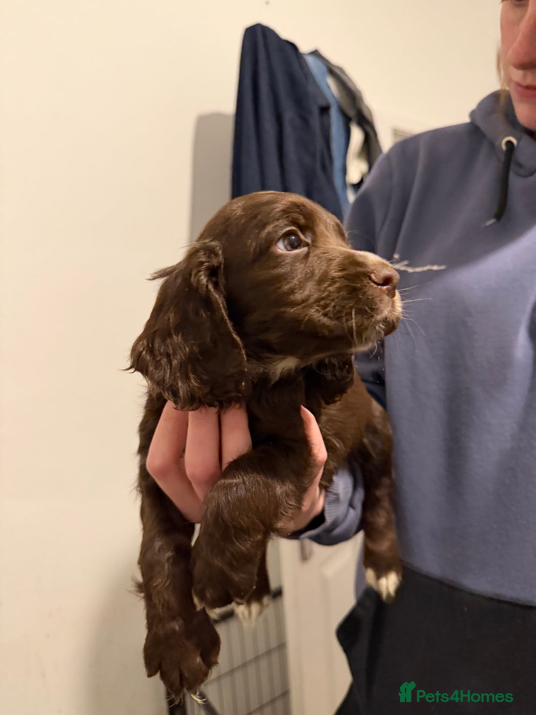 Cocker Spaniel dogs for sale: FEMALE CHOC WORKING COCKER LEFT! - Advert 34