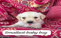 Golden Retriever dogs for sale: ❤️ Superb Litter of Golden Retriever Puppies ❤️ - Image 11