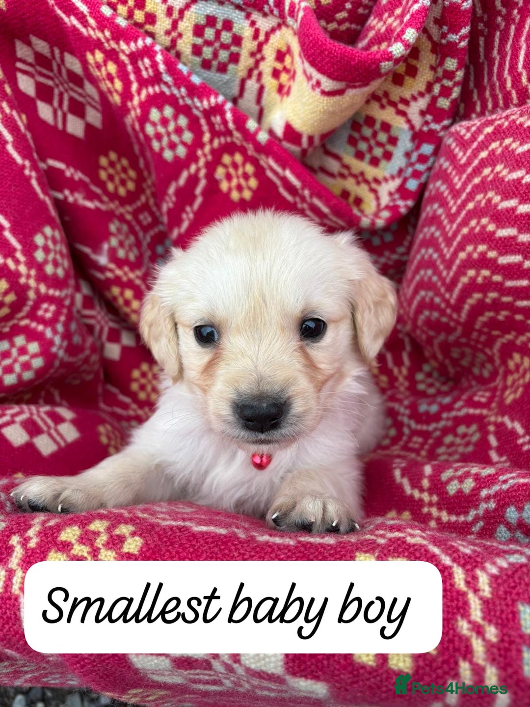 Golden Retriever dogs for sale: ❤️ Superb Litter of Golden Retriever Puppies ❤️ - Image 11