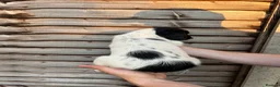 English Springer Spaniel dogs for sale: Male FTCh Sired ESS Puppy ready for forever homes - Advert 23