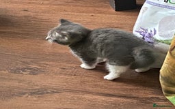 Mixed Breed cats for sale: Only 2 kittens 🐈‍⬛ left. - Image 4