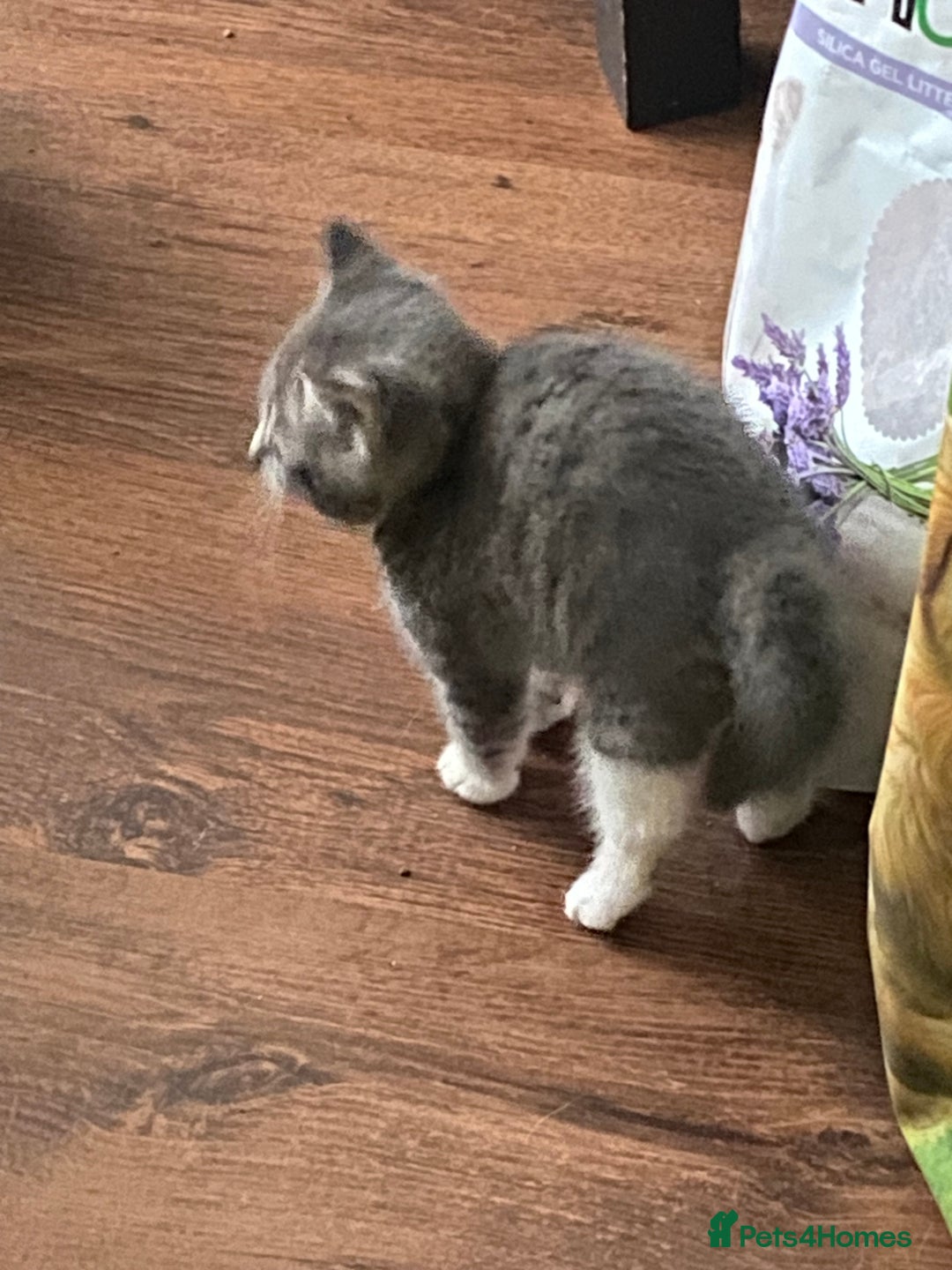 Mixed Breed cats for sale: Only 2 kittens 🐈‍⬛ left. - Image 4