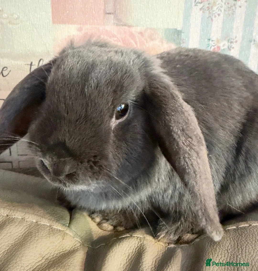 Mini Lop rabbits for sale: Mixed litter of mini lops in Stockton-on-Tees - Advert 7