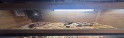 Corn Snake reptiles for sale: Corn snake  in Aylesbury - Advert 7