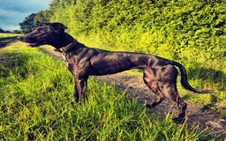 Lurcher dogs for sale: Loving Home needed  - Image 2