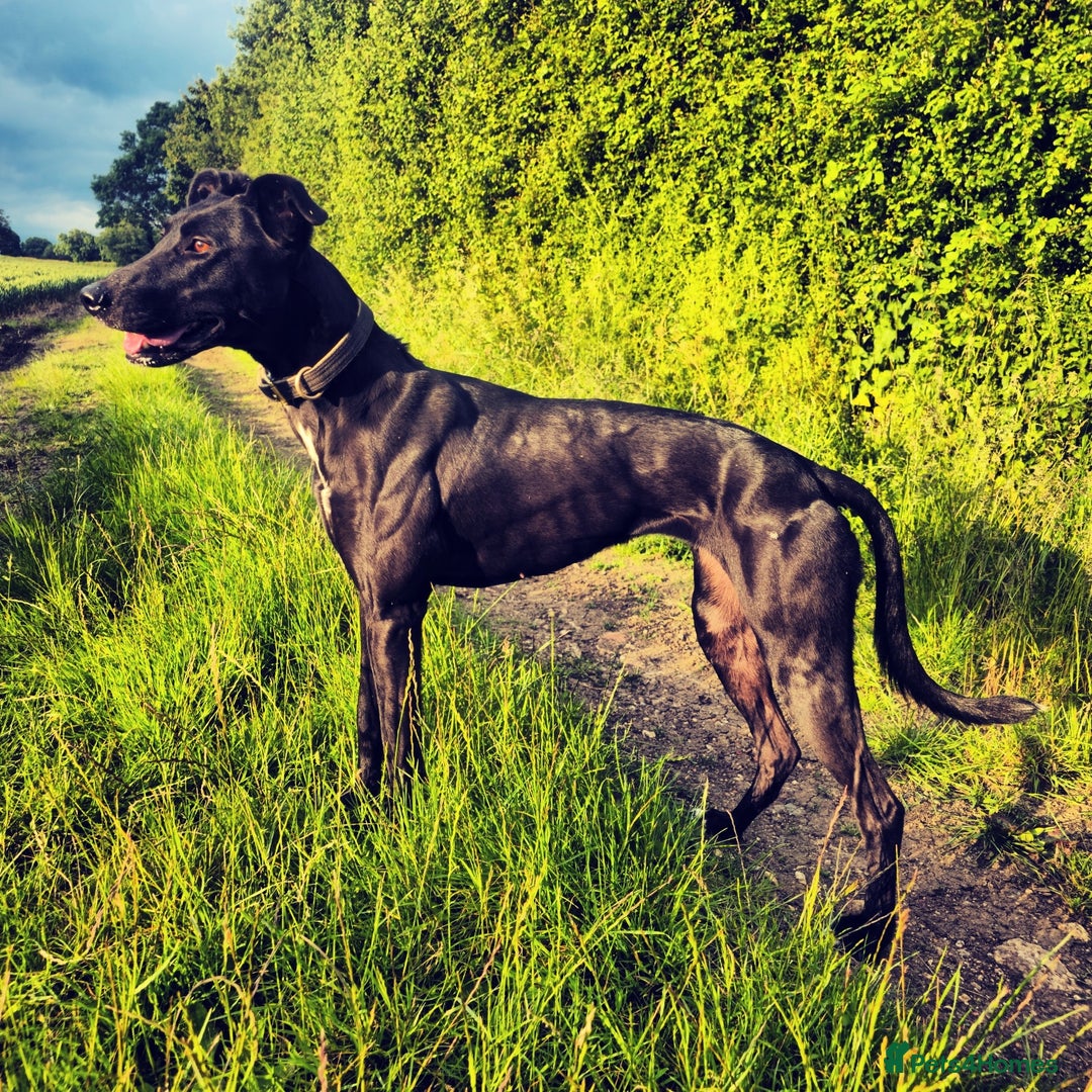 Lurcher dogs for sale: Loving Home needed  - Image 2