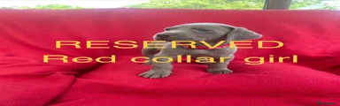 Red collar girl - RESERVED 