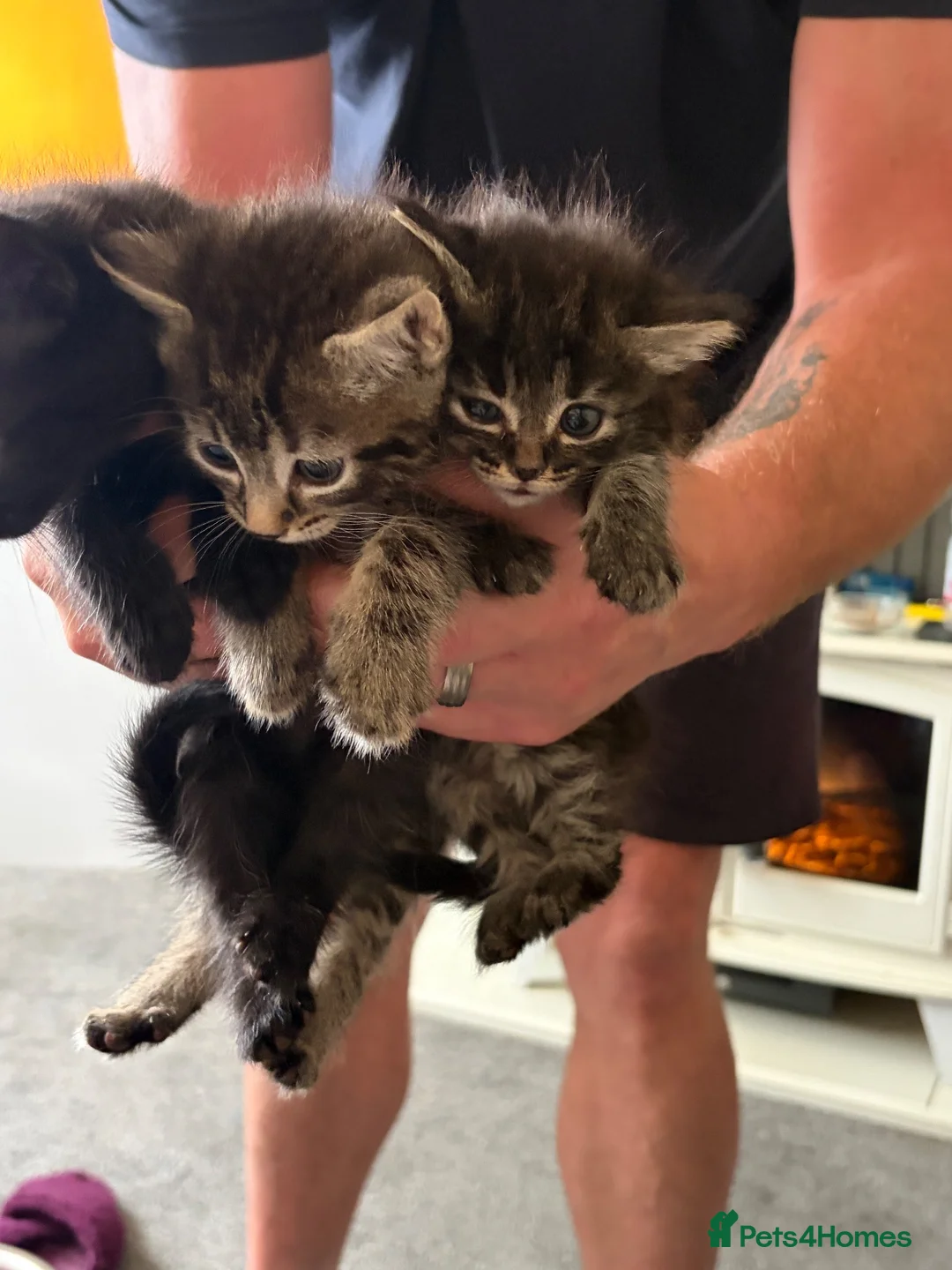 Mixed Breed cats for sale: Ragdoll cross kittens  - Advert 2