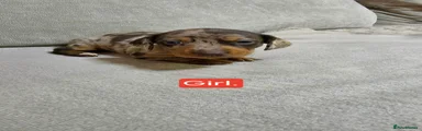 Miniature Dachshund 2