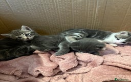 Mixed Breed cats for sale: Gorgeous kittens ready soon - 2 boys, 2 girls - Image 5