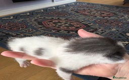 Ragdoll cats for sale: Ragdoll cross breed  - Image 9
