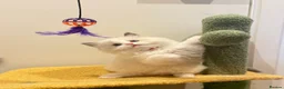 Ragdoll cats for sale: Tica registered ragdoll kittens in London - Advert 8