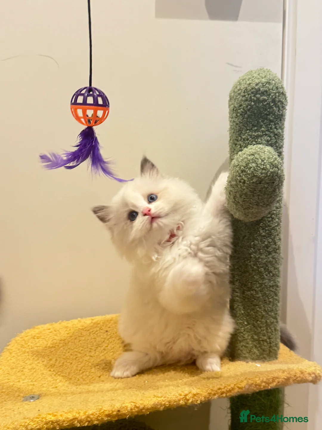Ragdoll cats for sale: Tica registered ragdoll kittens in London - Advert 8