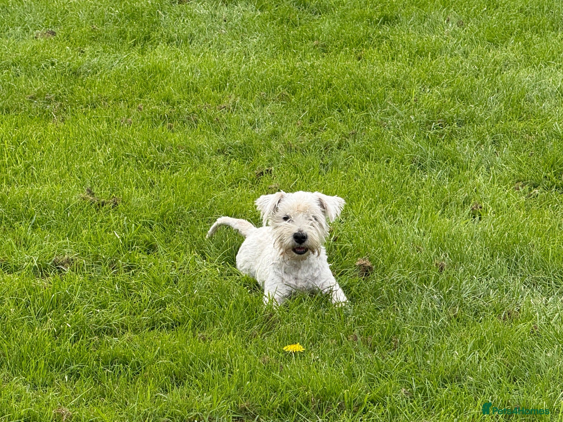 Mixed Breed dogs Westie Mix - Advert 2