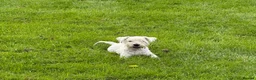 Mixed Breed dogs for sale: Westie Mix - Advert 2