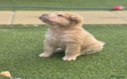 Shar Pei dogs for sale: STUNNING QUALITY PUREBRED SHAR PEI PUPS - Image 6