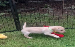 Labrador Retriever dogs for sale: KC Registered Labrador Puppies for sale  - Image 5