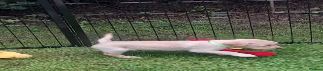 Labrador Retriever Puppy 3