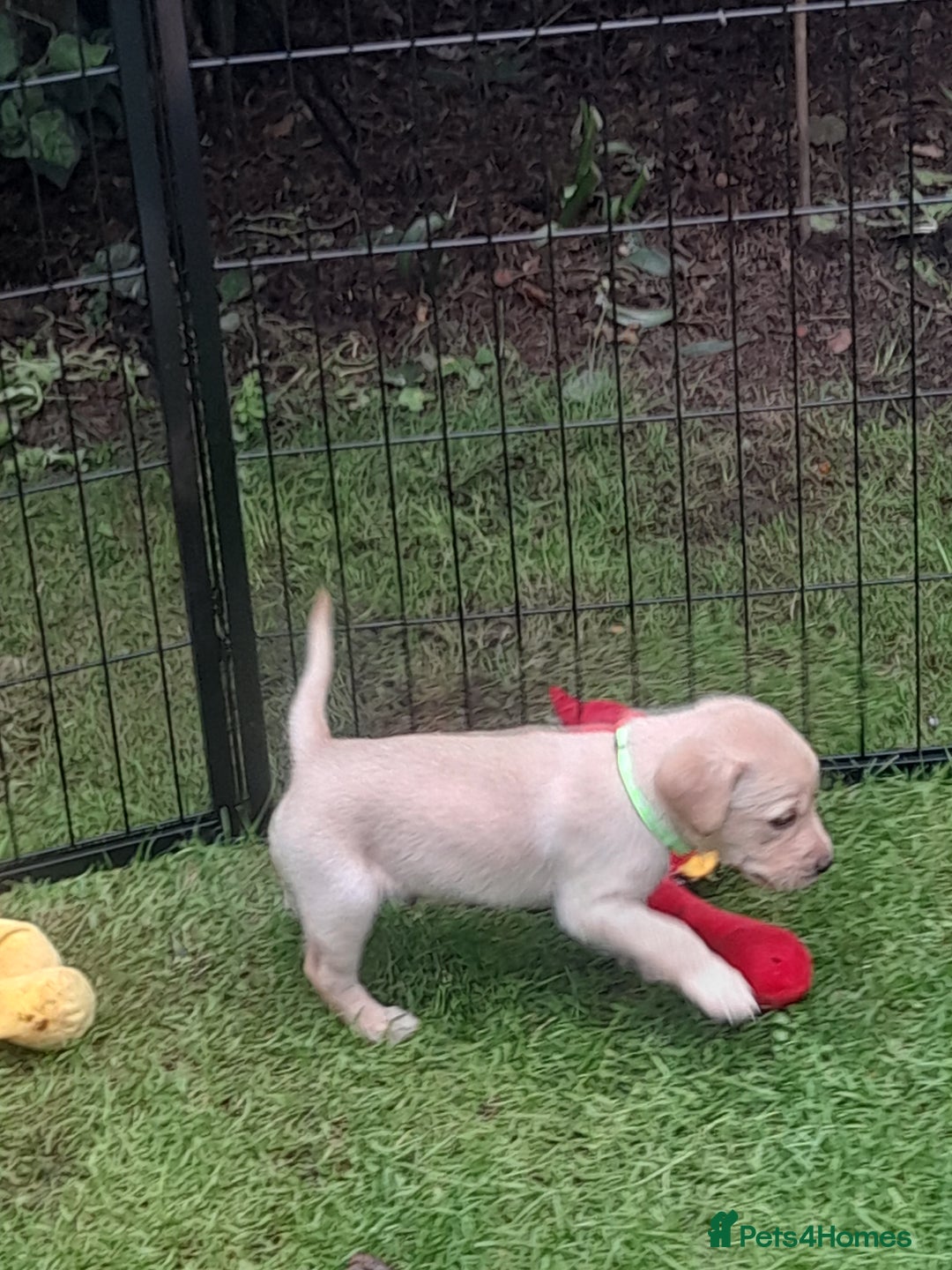 Labrador Retriever dogs for sale: KC Registered Labrador Puppies for sale  - Image 5