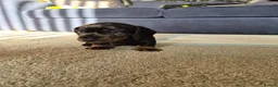 Dachshund dogs for sale: KC Wirehaired standard Dachshund puppies - Advert 8
