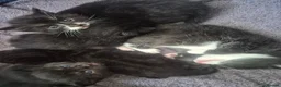 Mixed Breed cats for sale: 5 gorgeous black and white kittens  - Advert 12