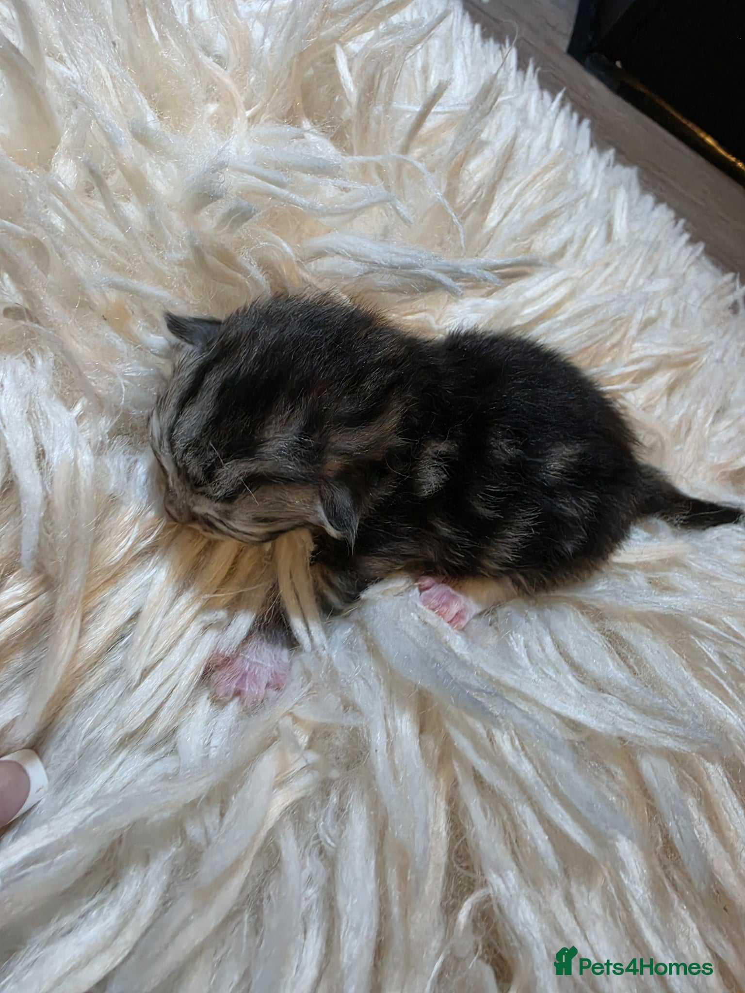 Persian cats for sale: Beautiful Persian Mix Kittens - Advert 36