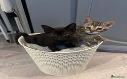 Bengal cats for sale: Black and charcoal Bengal kittens  - Image 10