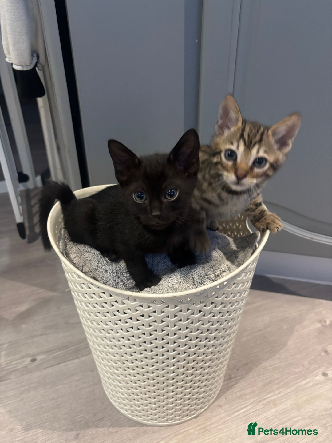 Bengal cats for sale: Black and charcoal Bengal kittens  - Image 10