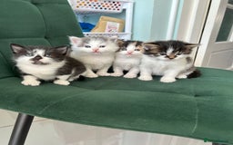 British Longhair cats for sale: Fluffy little angels  - Image 3