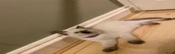 Ragdoll cats for sale: Ragdoll kittens - Advert 12