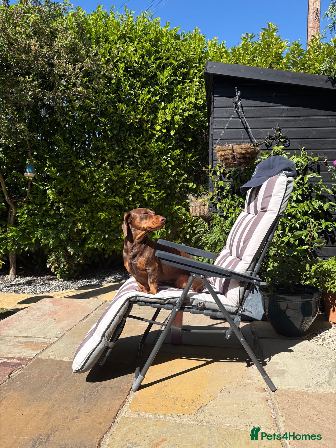 Mixed Breed dogs for stud: Meet Wilbur – Our 1/1 Cocker Spaniel x Dachshund - Image 5