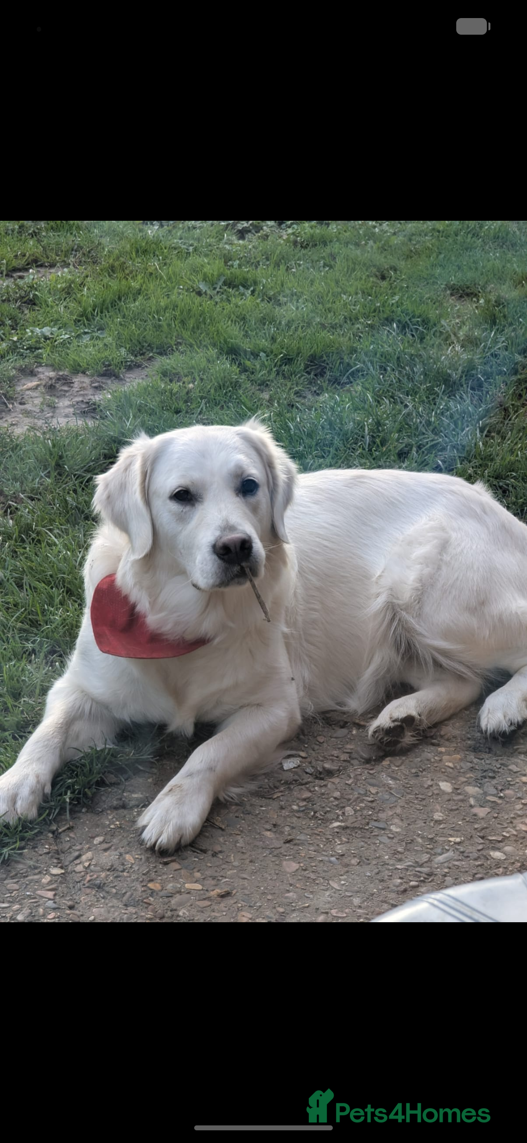 Golden Retriever dogs for sale: 🐾 Golden Retriever Puppies Available Soon! 🐾 - Advert 5