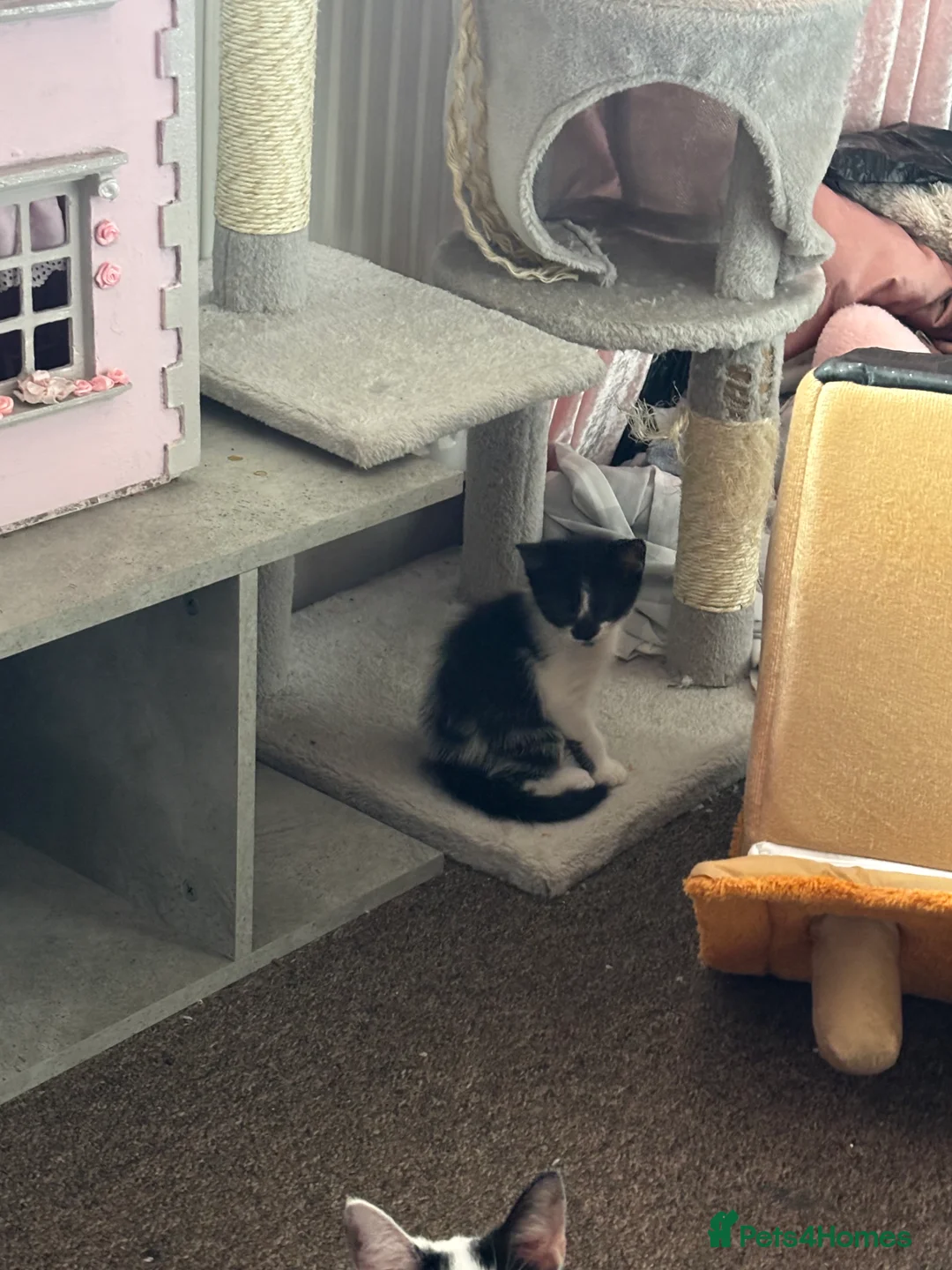 British Shorthair cats for sale: One boy one girl kitten  - Advert 9