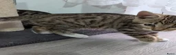 Bengal cats for sale: 4 Lovely bengals - ready to leave - Advert 4