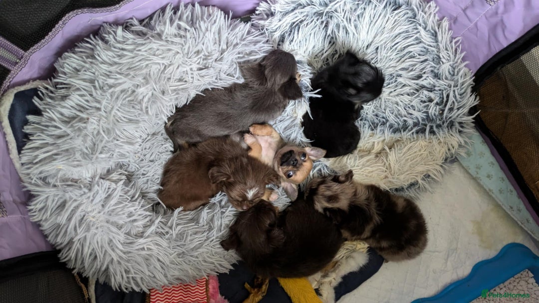 Chihuahua dogs for stud: Merle Chihuahua Stud - Image 5