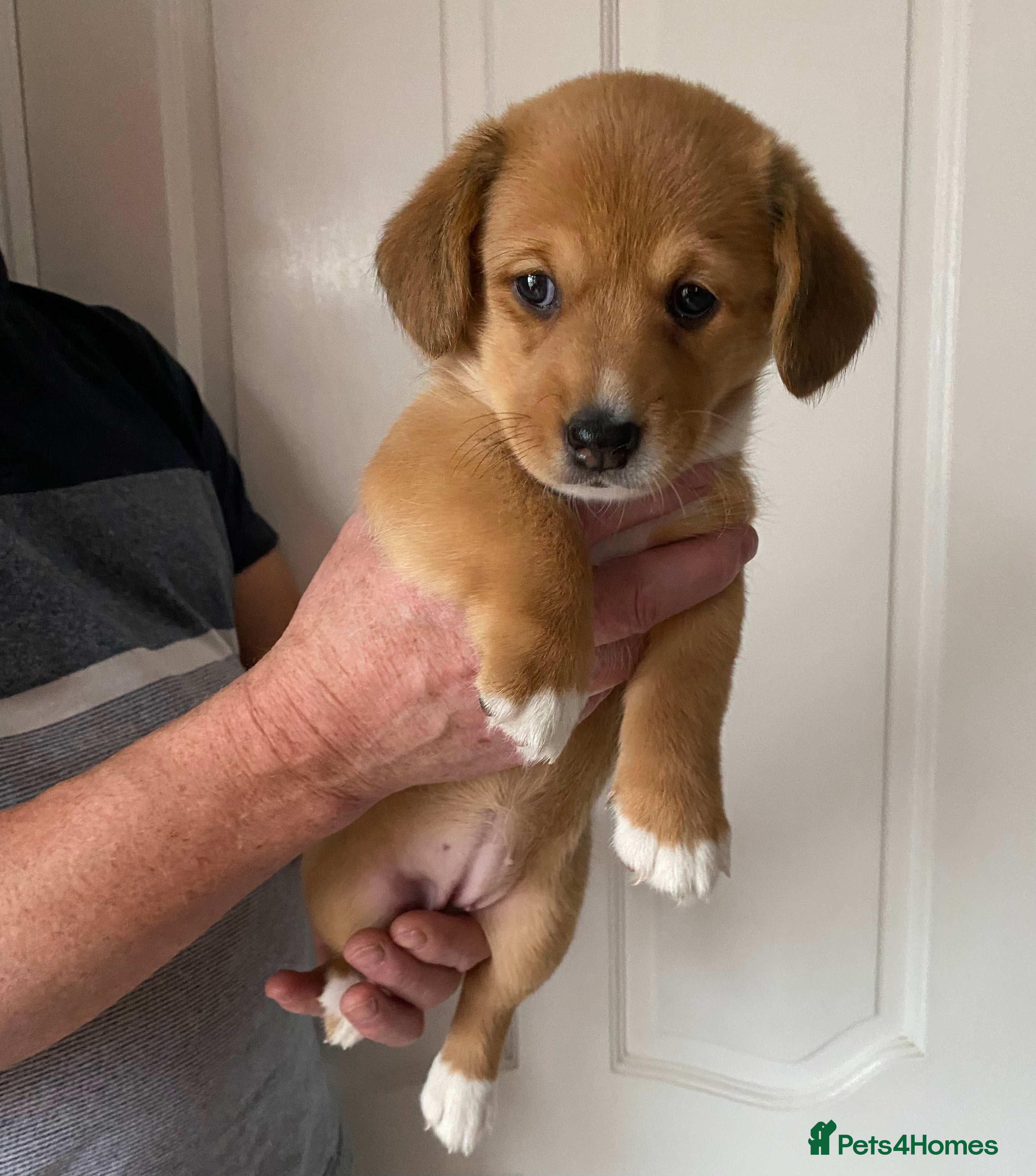 Welsh Corgi Cardigan dogs Welsh Cardigan Corgis by 5 ⭐️ Licensed Breeder - Advert 2