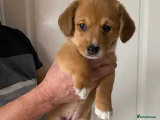 Welsh Corgi Cardigan dogs Welsh Cardigan Corgis by 5 ⭐️ Licensed Breeder - Advert 2