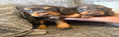 Cocker Spaniel 5